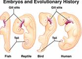 http://www.bio.miami.edu/dana/pix/embryos2.jpg